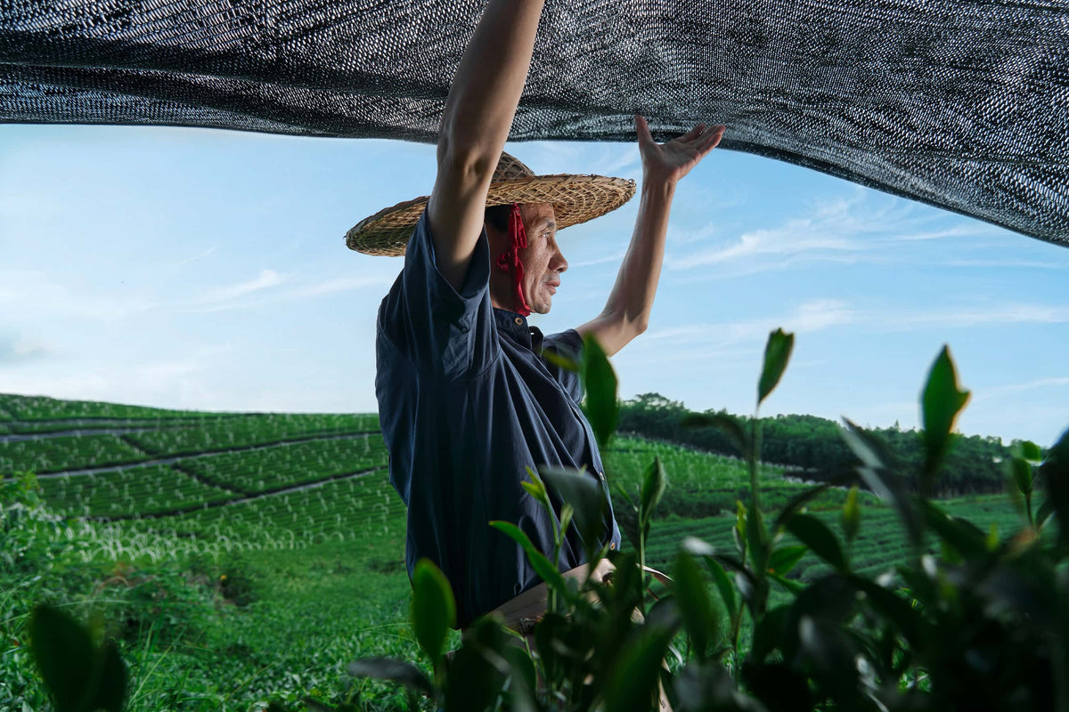 chaism tea farmer working on tea shade