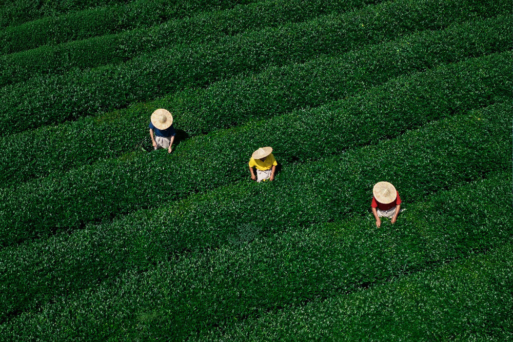 tea farmer working in the field