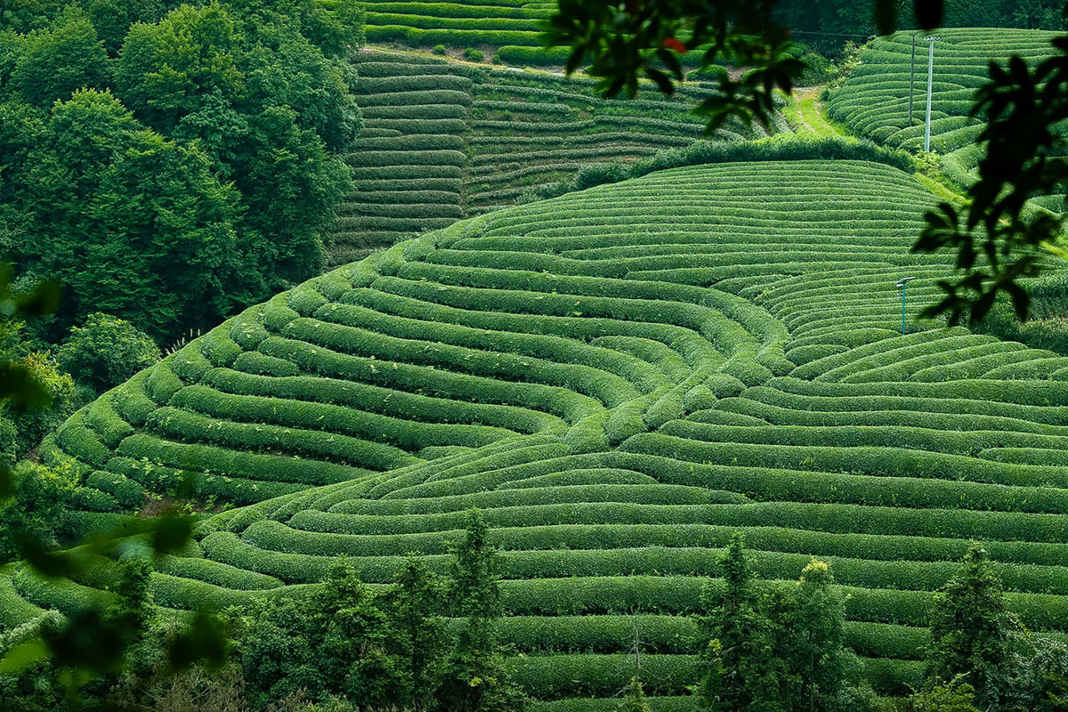 Green terraced chaism tea farm